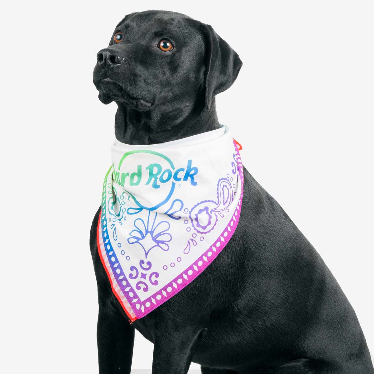 Pride Rainbow Bandana with Logo image number 4